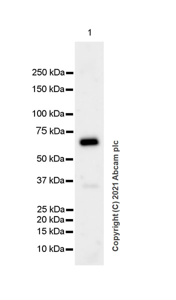 Western blot - Anti-Bestrophin/BEST1 antibody [EPR23926-112] (AB259836), expandable thumbnail