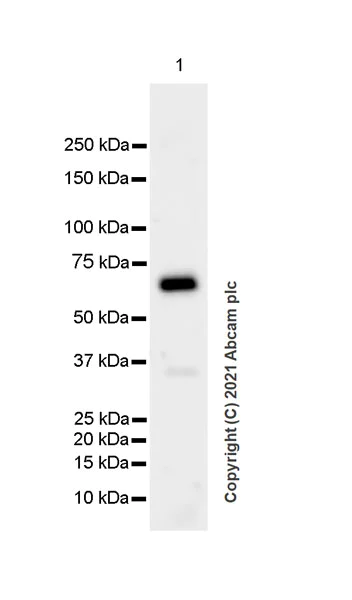 Western blot - Anti-Bestrophin/BEST1 antibody [EPR23926-112] (AB259836)