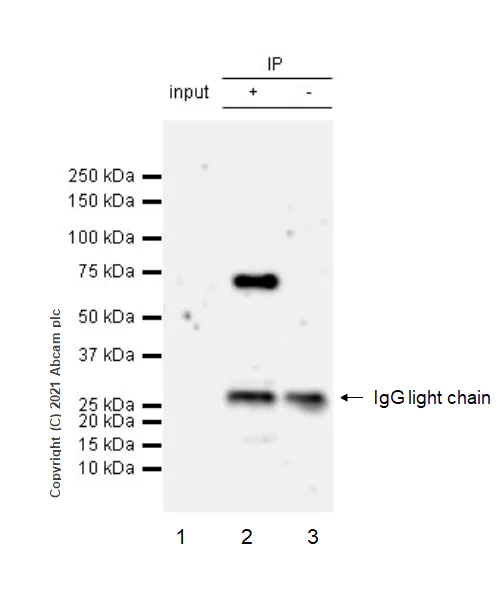 Immunoprecipitation - Anti-Bestrophin/BEST1 antibody [EPR23926-112] - BSA and Azide free (AB281566)