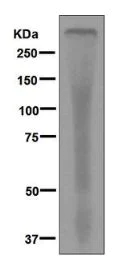 Western blot - Anti-beta 1 Spectrin antibody [EPR6259] - BSA and Azide free (AB248275)