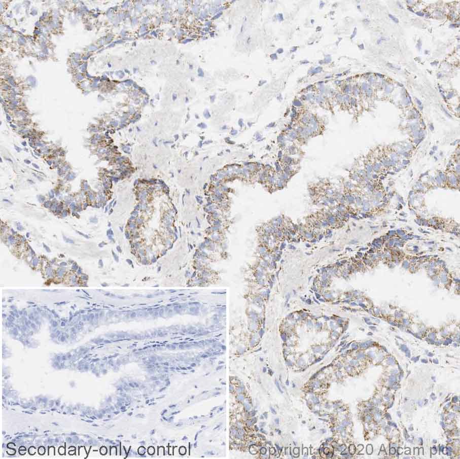 Immunohistochemistry (Frozen sections) - Anti-beta 2 Adrenergic Receptor antibody [EPR707(N)] (AB182136)