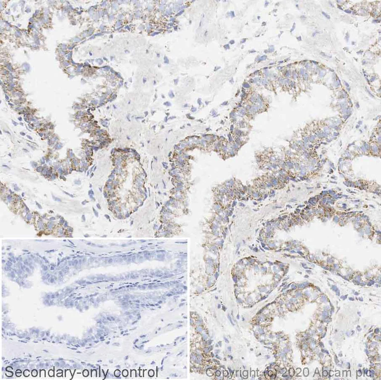 Immunohistochemistry (Frozen sections) - Anti-beta 2 Adrenergic Receptor antibody [EPR707(N)] (AB182136)