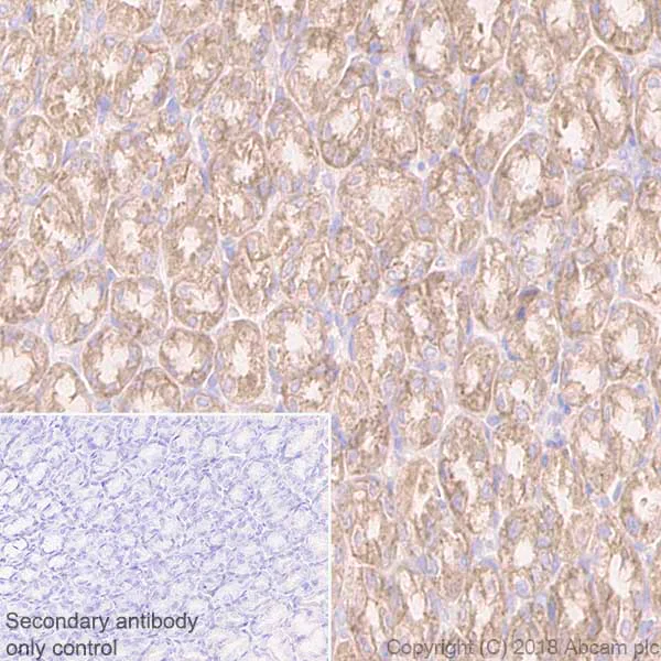 Immunohistochemistry (Formalin/PFA-fixed paraffin-embedded sections) - Anti-beta 2 Adrenergic Receptor antibody [EPR707(N)] - BSA and Azide free (AB213651)