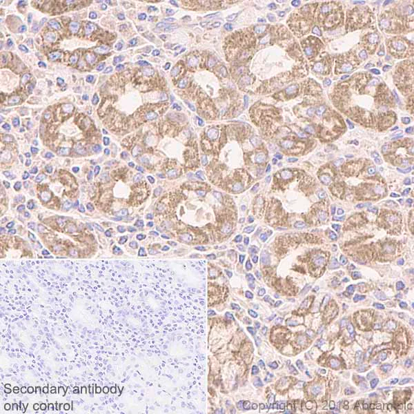 Immunohistochemistry (Formalin/PFA-fixed paraffin-embedded sections) - Anti-beta 2 Adrenergic Receptor antibody [EPR707(N)] - BSA and Azide free (AB213651)