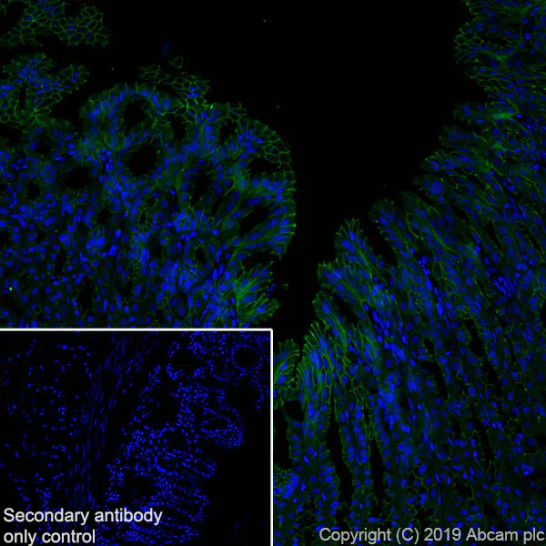 Immunohistochemistry (Frozen sections) - Anti-beta 2 Adrenergic Receptor antibody [EPR707(N)] - BSA and Azide free (AB213651)