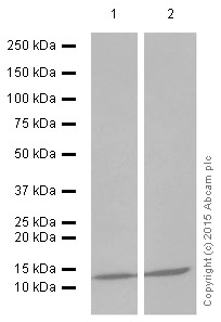 Western blot - Anti-beta 2 Microglobulin antibody [EP2978Y] (ab75853), expandable thumbnail