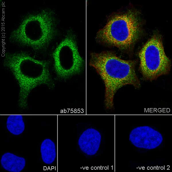 Immunocytochemistry/ Immunofluorescence - Anti-beta 2 Microglobulin antibody [EP2978Y] - BSA and Azide free (AB214769)
