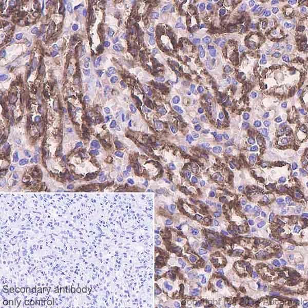 Immunohistochemistry (Formalin/PFA-fixed paraffin-embedded sections) - Anti-beta 2 Microglobulin antibody [EPR21752-214] (AB218230)