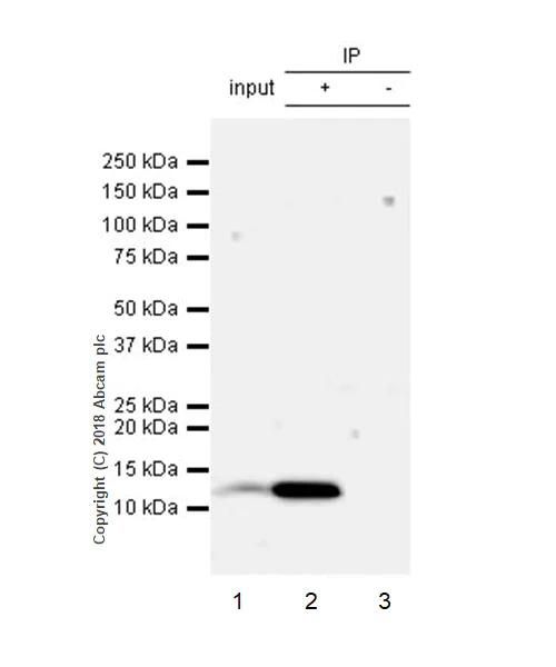 Immunoprecipitation - Anti-beta 2 Microglobulin antibody [EPR21752-214] (AB218230)