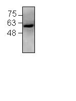 Western blot - Anti-beta 3 Adrenergic Receptor antibody (AB101095)