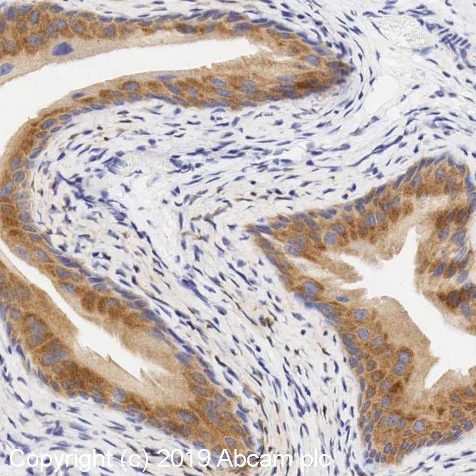 Immunohistochemistry (Formalin/PFA-fixed paraffin-embedded sections) - Anti-beta 3 Adrenergic Receptor antibody (AB94506)