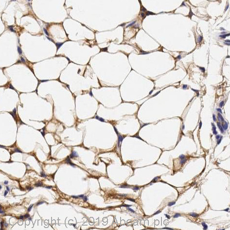 Immunohistochemistry (Formalin/PFA-fixed paraffin-embedded sections) - Anti-beta 3 Adrenergic Receptor antibody (AB94506), expandable thumbnail