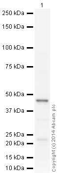 Western blot - Anti-beta 3 Adrenergic Receptor antibody (AB94506)