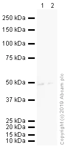 Western blot - Anti-beta 3 Adrenergic Receptor antibody (AB94506)