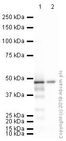 Western blot - Anti-beta 3 Adrenergic Receptor antibody (AB94506), expandable thumbnail