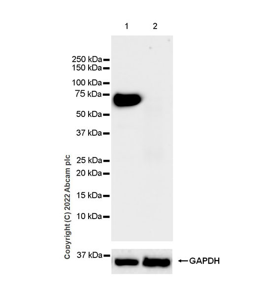 Western blot - Anti-beta 3 Adrenergic Receptor antibody [EPR25440-151] (AB300483)