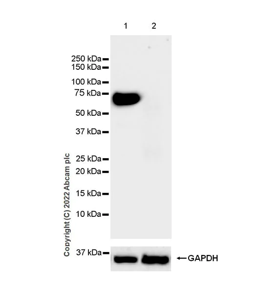 Western blot - Anti-beta 3 Adrenergic Receptor antibody [EPR25440-151] (AB300483)
