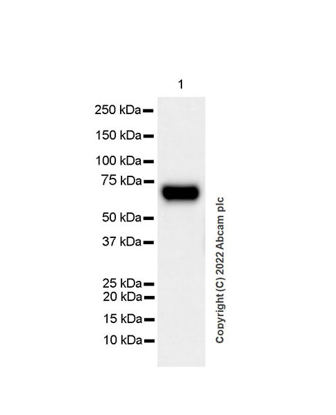 Western blot - Anti-beta 3 Adrenergic Receptor antibody [EPR25440-151] (AB300483)