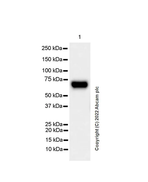 Western blot - Anti-beta 3 Adrenergic Receptor antibody [EPR25440-151] (AB300483)