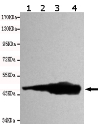 Western blot - Anti-beta Actin antibody [8F10-G10] (ab170325), expandable thumbnail