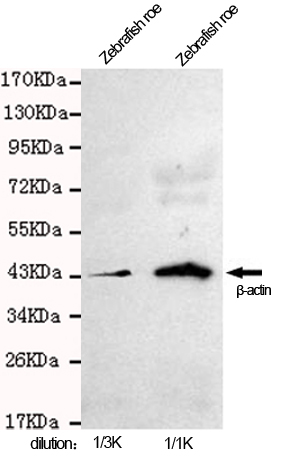 Western blot - Anti-beta Actin antibody [8F10-G10] (AB170325), expandable thumbnail