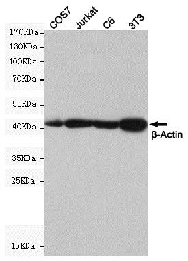 Western blot - Anti-beta Actin antibody [8F10-G10] (AB170325), expandable thumbnail