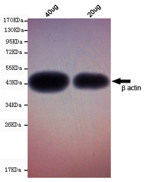 Western blot - Anti-beta Actin antibody [8F10-G10] (ab170325), expandable thumbnail