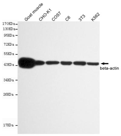 Western blot - Anti-beta Actin antibody [8F10-G10] (AB170325), expandable thumbnail