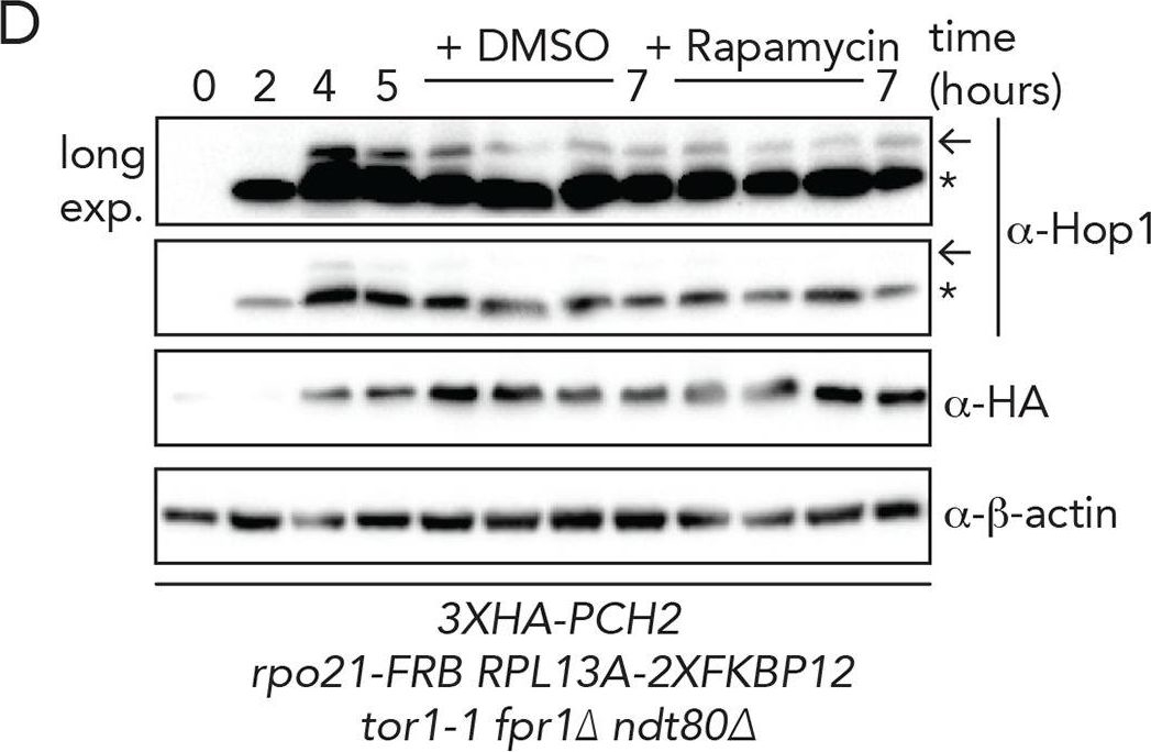 Western blot - Anti-beta Actin antibody [8F10-G10] (ab170325), expandable thumbnail