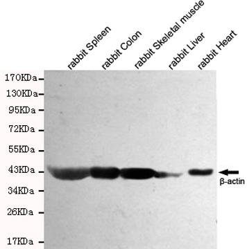Western blot - Anti-beta Actin antibody [8F10-G10] (AB170325), expandable thumbnail