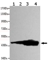 Western blot - Anti-beta Actin antibody [8F10-G10] - Loading Control (AB170325)