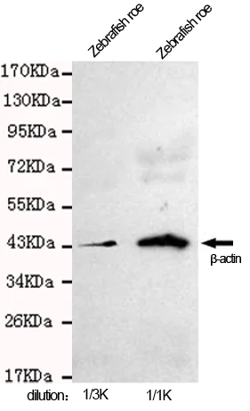 Western blot - Anti-beta Actin antibody [8F10-G10] - Loading Control (AB170325)