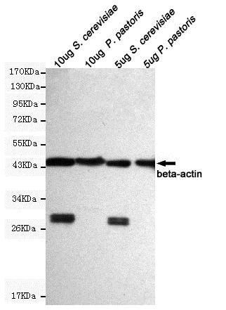 Western blot - Anti-beta Actin antibody [8F10-G10] - Loading Control (AB170325)