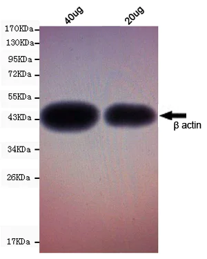 Western blot - Anti-beta Actin antibody [8F10-G10] - Loading Control (AB170325)