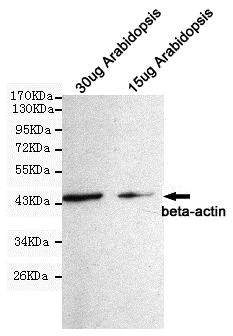 Western blot - Anti-beta Actin antibody [8F10-G10] - Loading Control (AB170325)