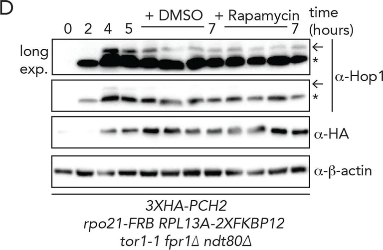 Western blot - Anti-beta Actin antibody [8F10-G10] - Loading Control (AB170325)