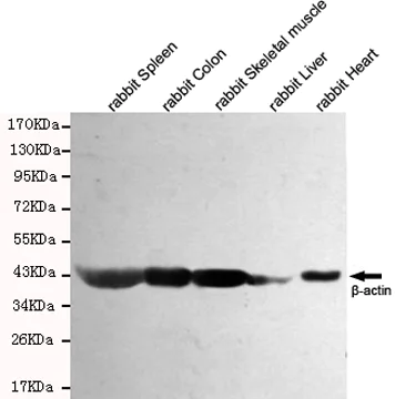 Western blot - Anti-beta Actin antibody [8F10-G10] - Loading Control (AB170325)