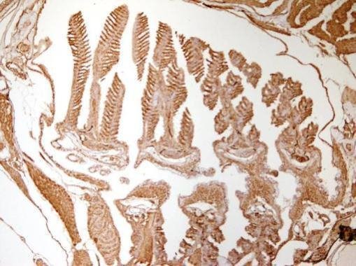 Immunohistochemistry (Formalin/PFA-fixed paraffin-embedded sections) - Anti-beta Actin antibody (AB210083), expandable thumbnail
