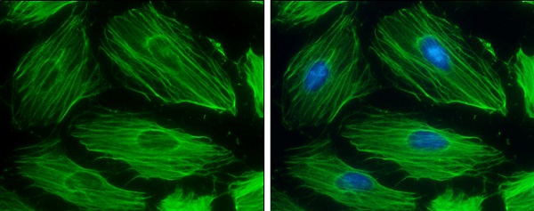 Immunocytochemistry/ Immunofluorescence - Anti-beta Actin antibody (AB227387), expandable thumbnail