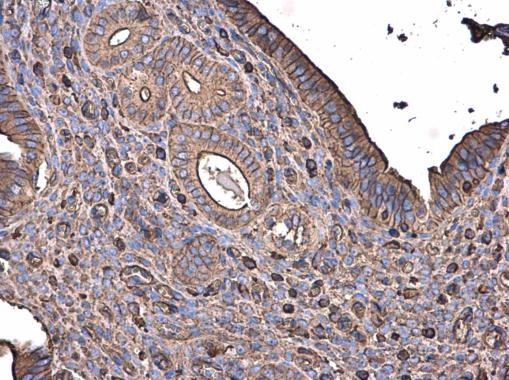 Immunohistochemistry (Formalin/PFA-fixed paraffin-embedded sections) - Anti-beta Actin antibody (ab227387), expandable thumbnail