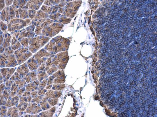 Immunohistochemistry (Formalin/PFA-fixed paraffin-embedded sections) - Anti-beta Actin antibody (AB227387), expandable thumbnail