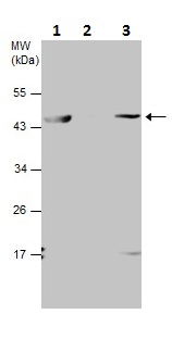 Immunoprecipitation - Anti-beta Actin antibody (ab227387), expandable thumbnail