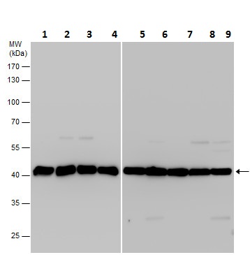 Western blot - Anti-beta Actin antibody (AB227387), expandable thumbnail
