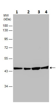 Western blot - Anti-beta Actin antibody (AB227387), expandable thumbnail