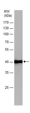 Western blot - Anti-beta Actin antibody (ab227387), expandable thumbnail