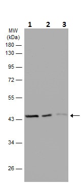 Western blot - Anti-beta Actin antibody (ab227387), expandable thumbnail