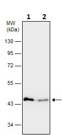 Western blot - Anti-beta Actin antibody (ab227387), expandable thumbnail