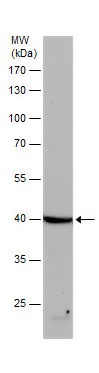 Western blot - Anti-beta Actin antibody (ab227387), expandable thumbnail