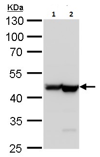Western blot - Anti-beta Actin antibody (ab227387), expandable thumbnail