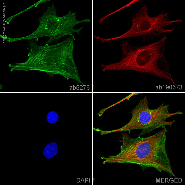 Immunocytochemistry/ Immunofluorescence - Anti-beta Actin antibody [AC-15] - Loading Control (AB6276)